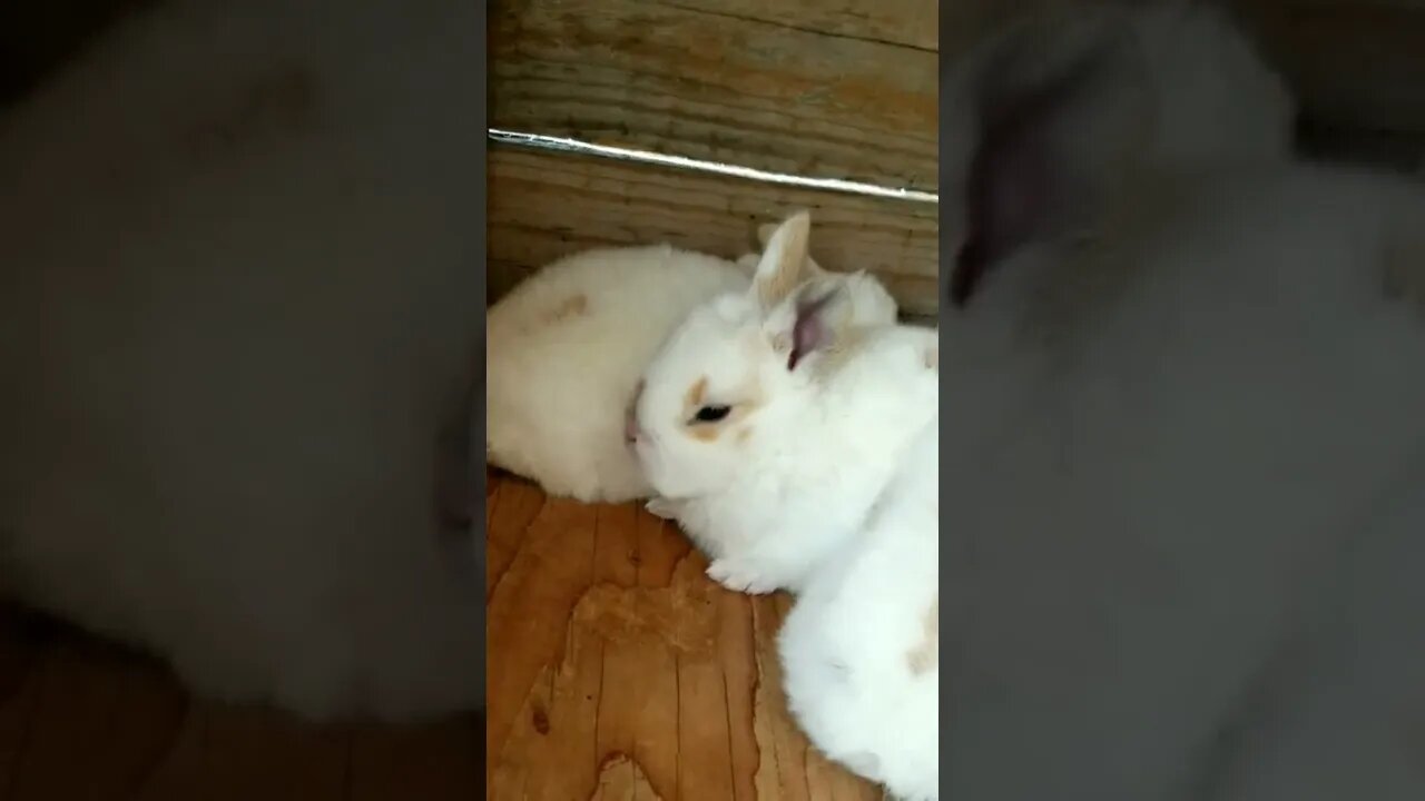 #babybunny #bunnies #farmanimals #cuteanimals #babyanimals #homesteading #farmlife #homesteadlife