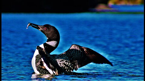 Loons or Divers