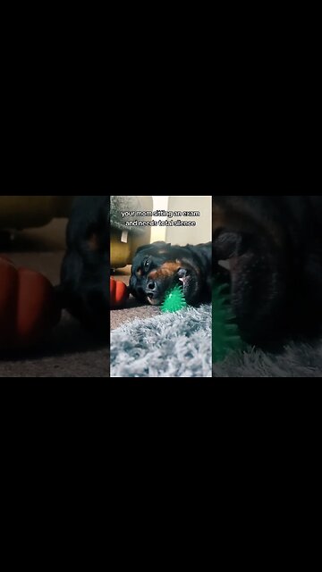 My Dog is the Biggest nuisance 🤗 #doglover #rottweiler #puppy