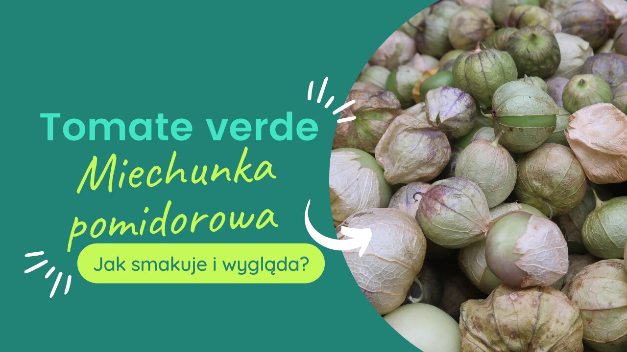 Tomate verde⏐Miechunka pomidorowa⏐Dziwne pomidory 🍅 w Meksyku⏐Jak wyglądają i smakują?