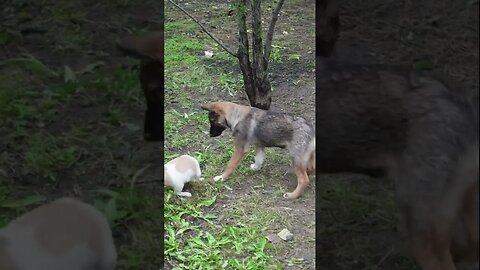 Первая встреча Дружба 2 маленьких щенков и 2 собак