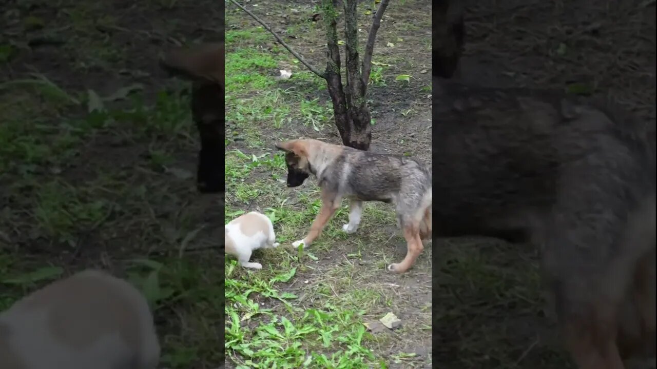 Первая встреча Дружба 2 маленьких щенков и 2 собак