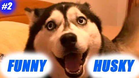 Funny Siberian Husky #2