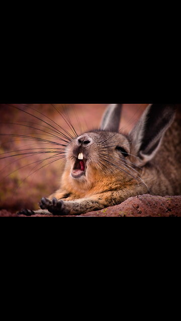 Funny Dogs And Cats Videos 2023 😅 - Best Funny Animal Videos Of The Month #cute #animals #trending