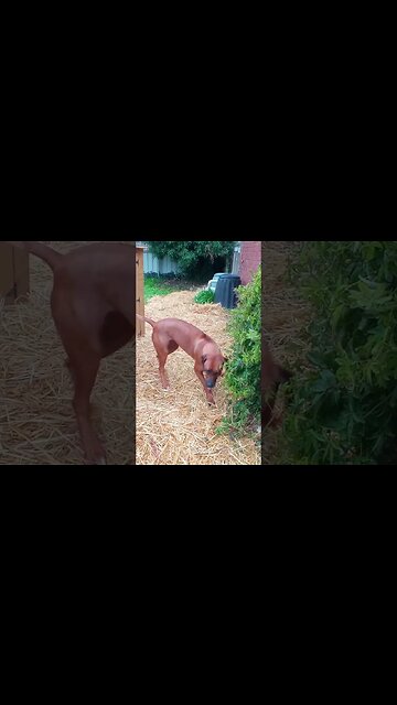 Rhodesian Ridgeback Puppy Wears Out Grown RR