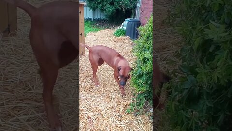 Rhodesian Ridgeback Puppy Wears Out Grown RR