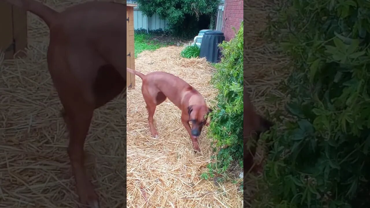 Rhodesian Ridgeback Puppy Wears Out Grown RR