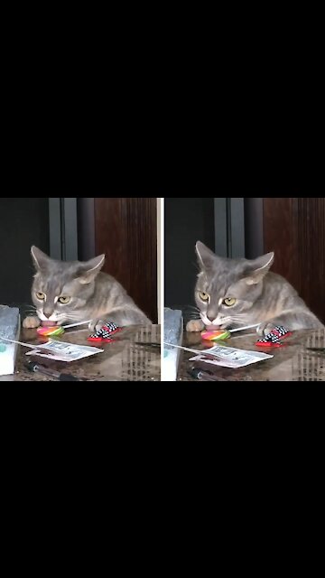 Cat licking a lollipop is caught doing it