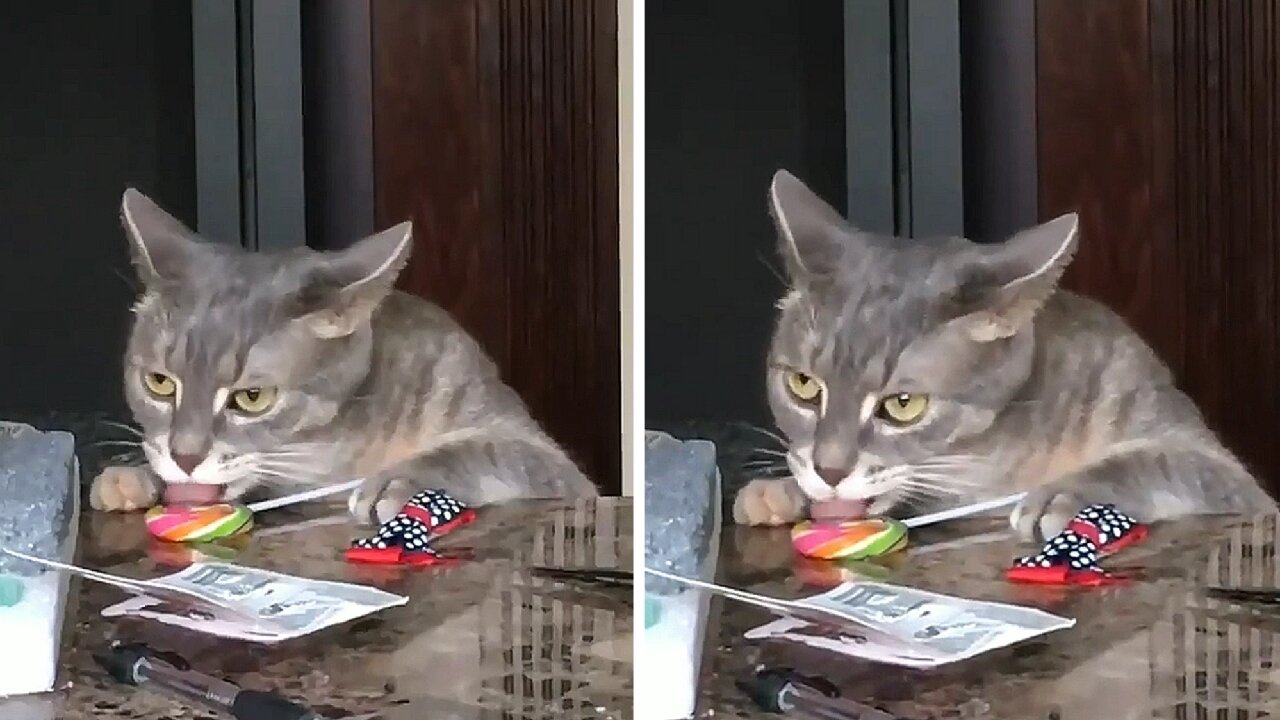 Cat licking a lollipop is caught doing it