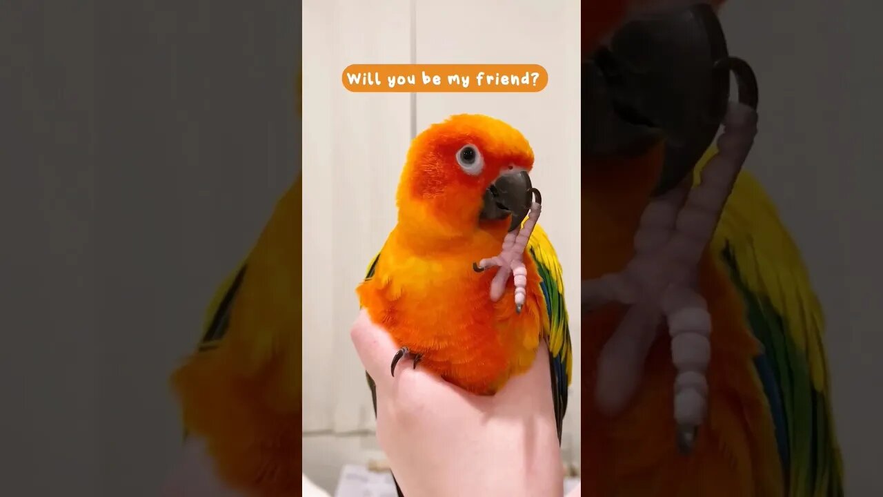 Will you be my friend? 🦜#shorts l #sunconure l @BikisAviary