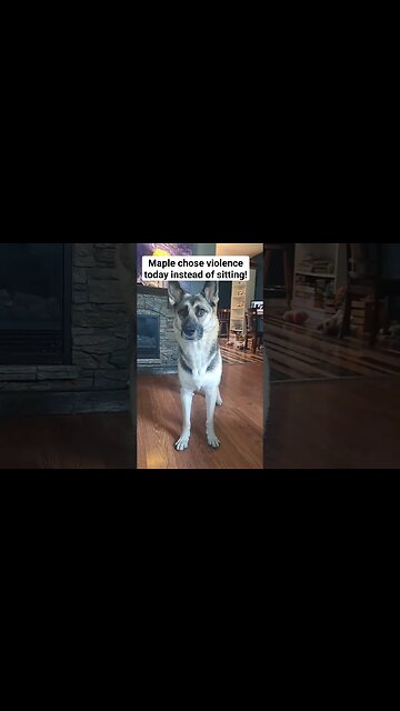 My Stubborn Husky Mix Maple