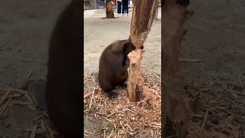 marmot cutting wood 🧐😱😱#marmot #cuttingwood #marmot #shortsviral #trendingshorts