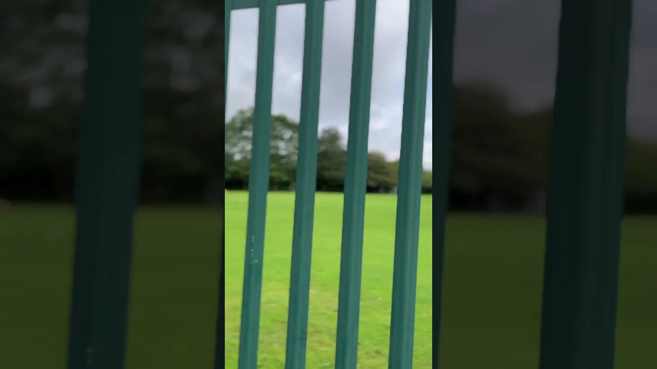 A lot of gulls on a playing field #veiws_viral_video_subscribers_grow