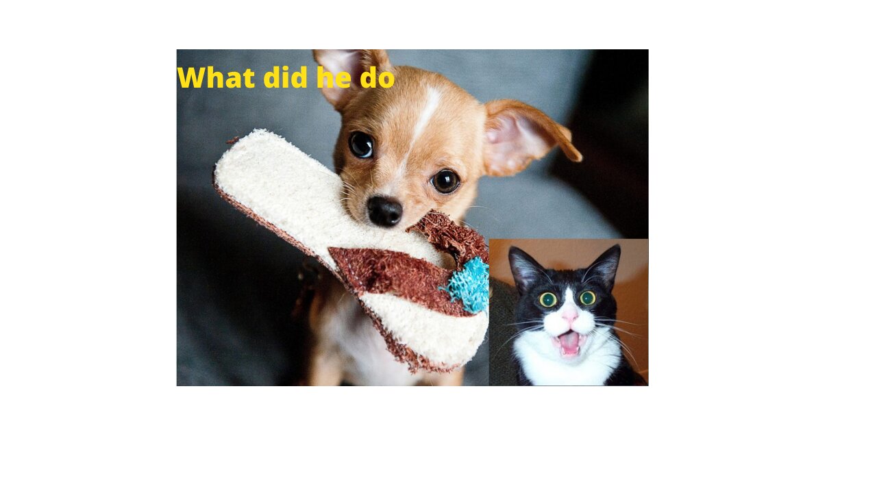 Cute puppies Compilation of cute, funny and smart dogs