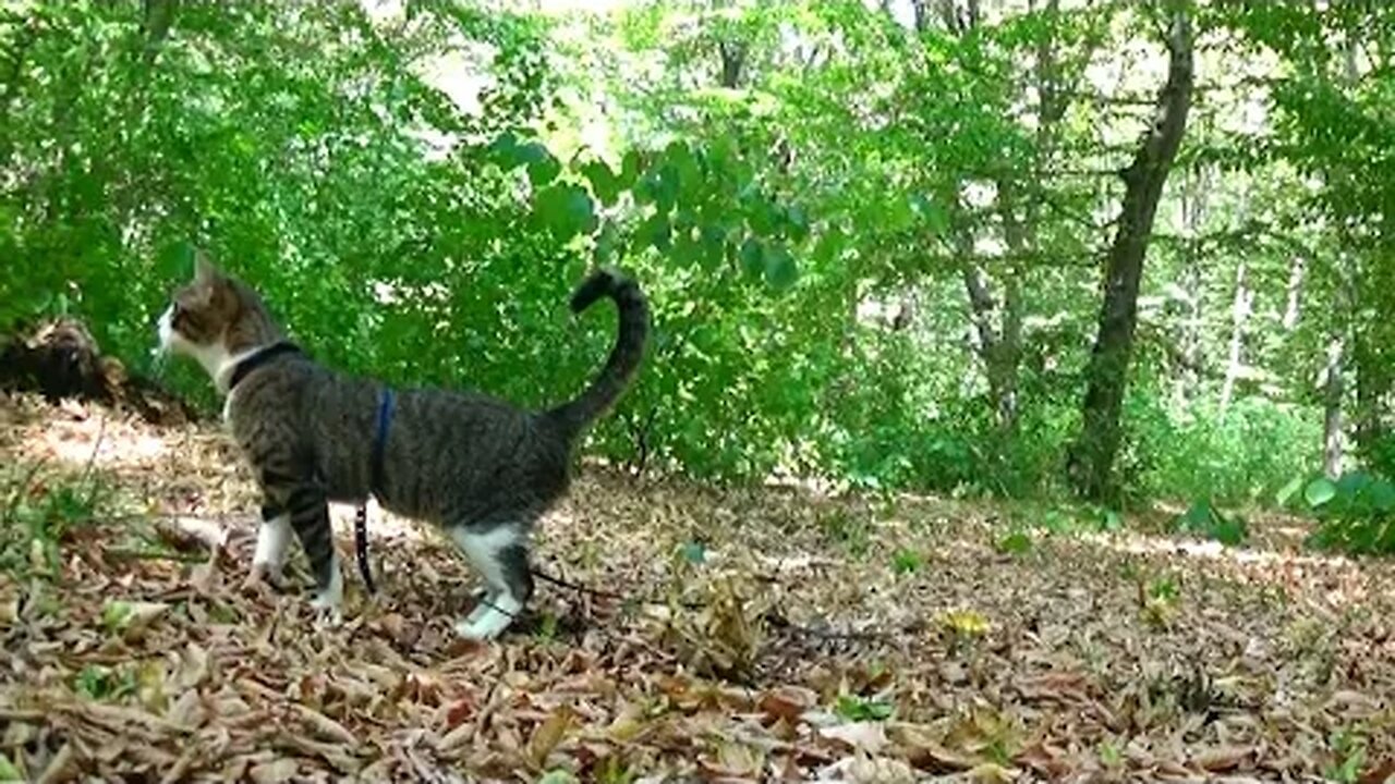 Cat Makes a New Puppy Friend