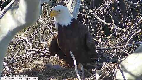 USS Bald Eagle Cam 1 4-13-23 @ 16:11:05 USS6 moves straw/grass
