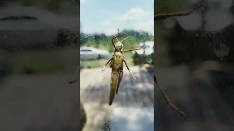 Giant Grasshopper