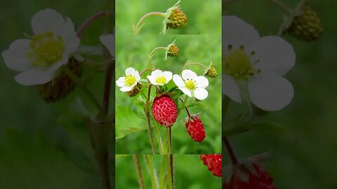 How to grow lots of strawberries in a pot | गमले में कैसें उगाये ढेर सारी स्टोबेरी Kheti Power