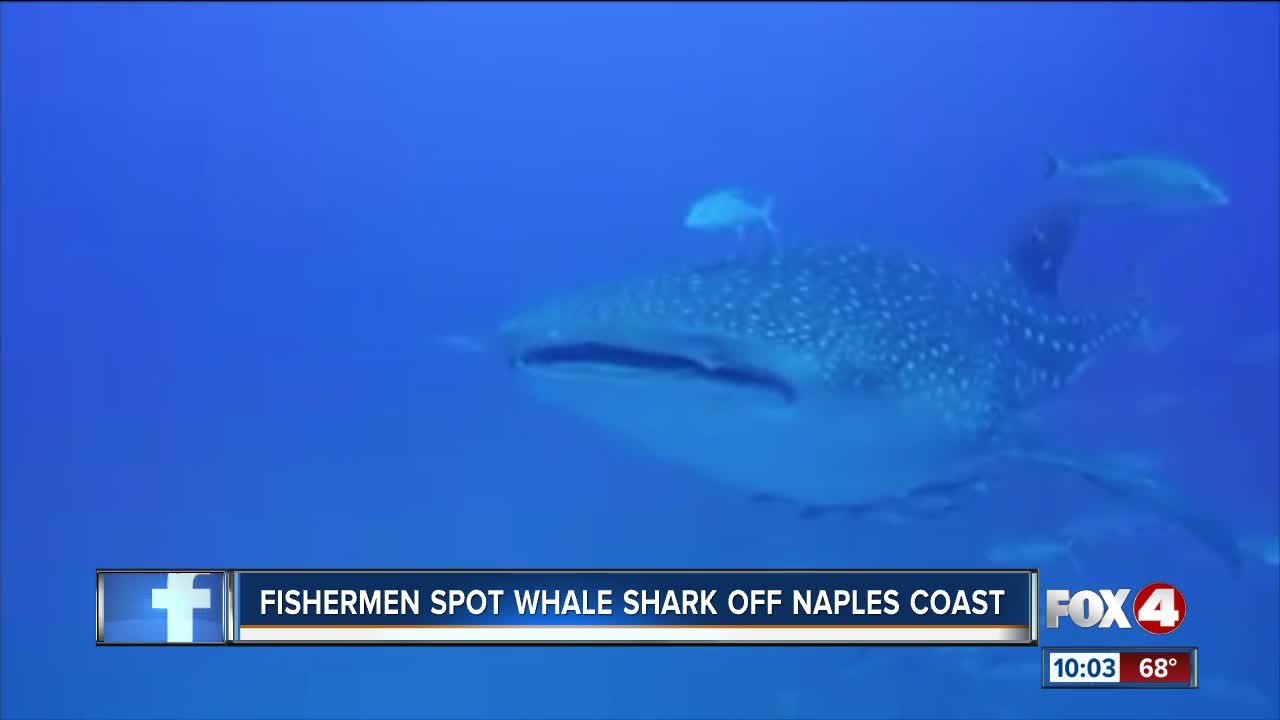 Massive Whale Shark spotted off the coast of Naples