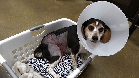 Family searching for dog who attacked beagle