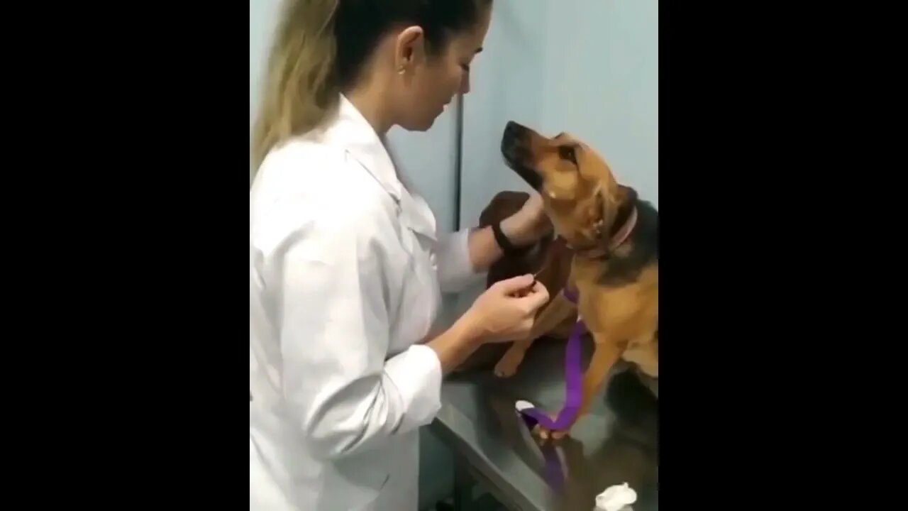When your dog has a crush on his vet