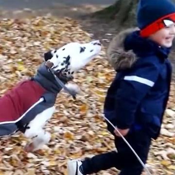 Dalmatian Won't Let Owner Go To School