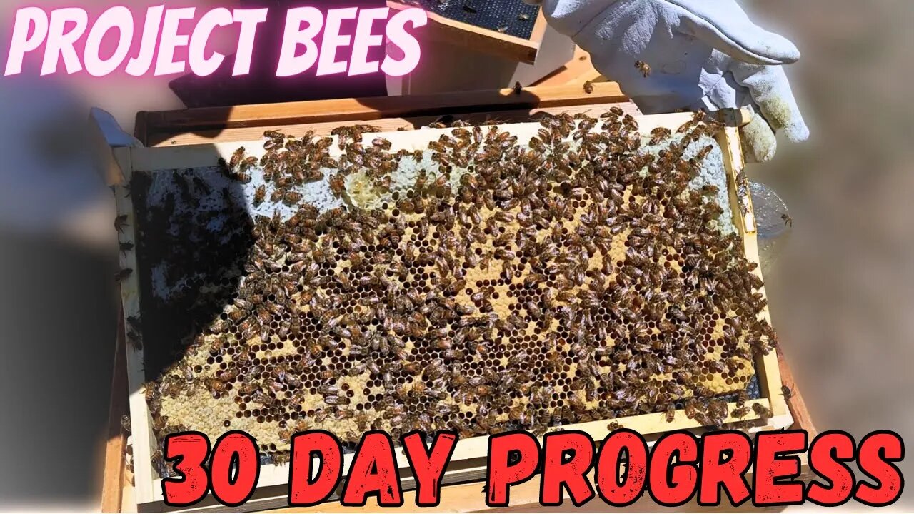 Project Bee Episode 6: 30 Days After Package Bee Install in New Hive