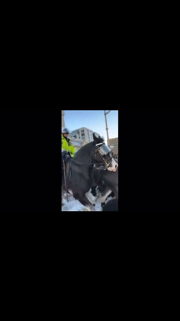 Canadian Policemen on Horses Trample Elderly