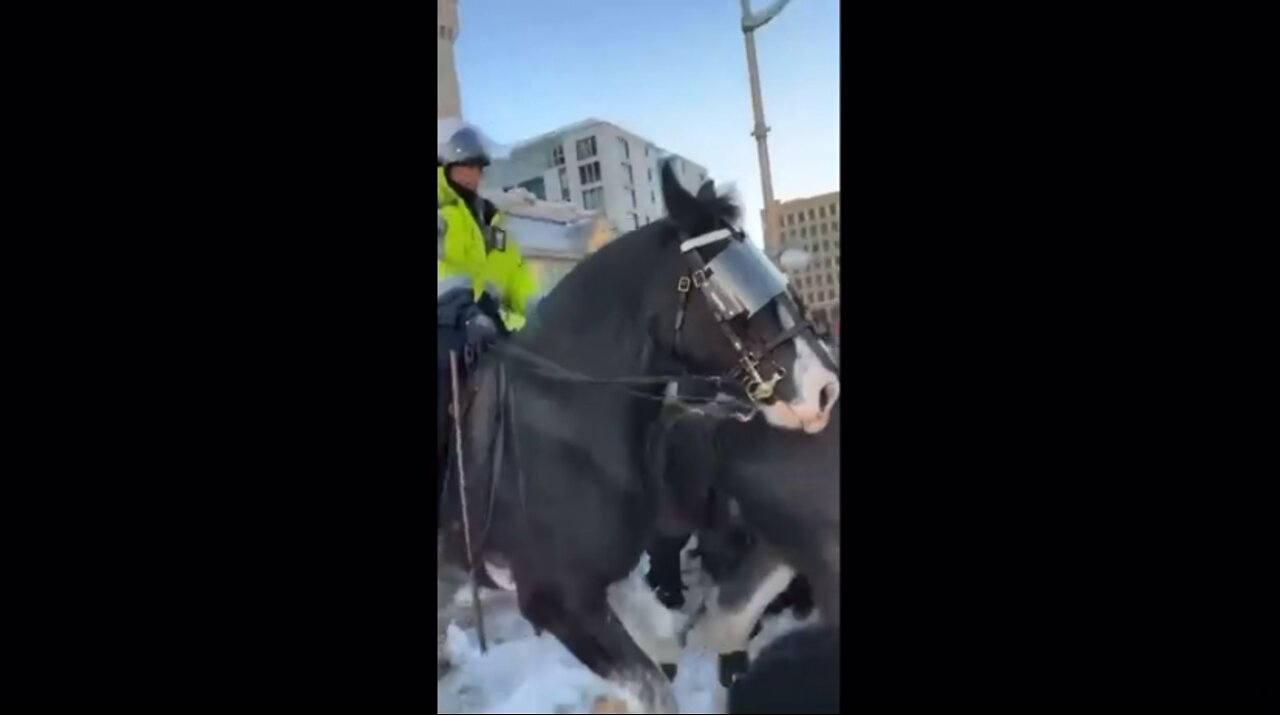 Canadian Policemen on Horses Trample Elderly