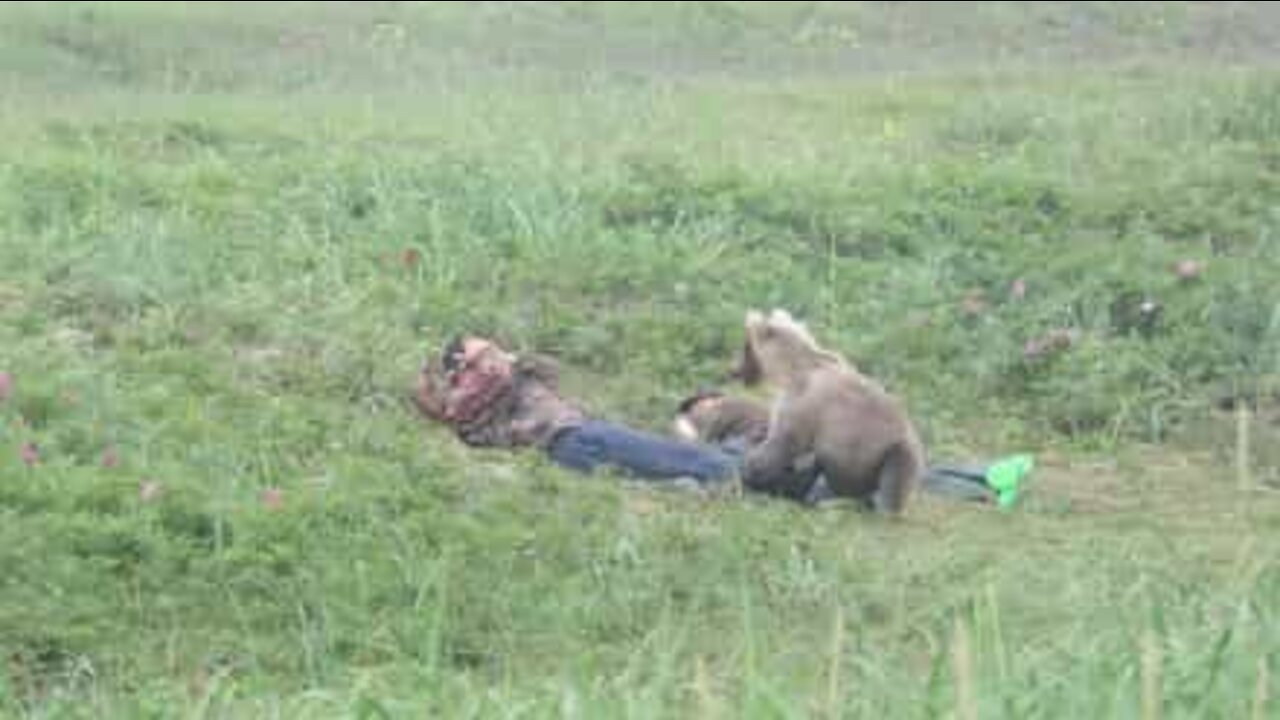 Sa sieste est interrompue par un ours!