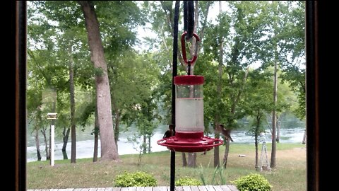Our Little Hummers