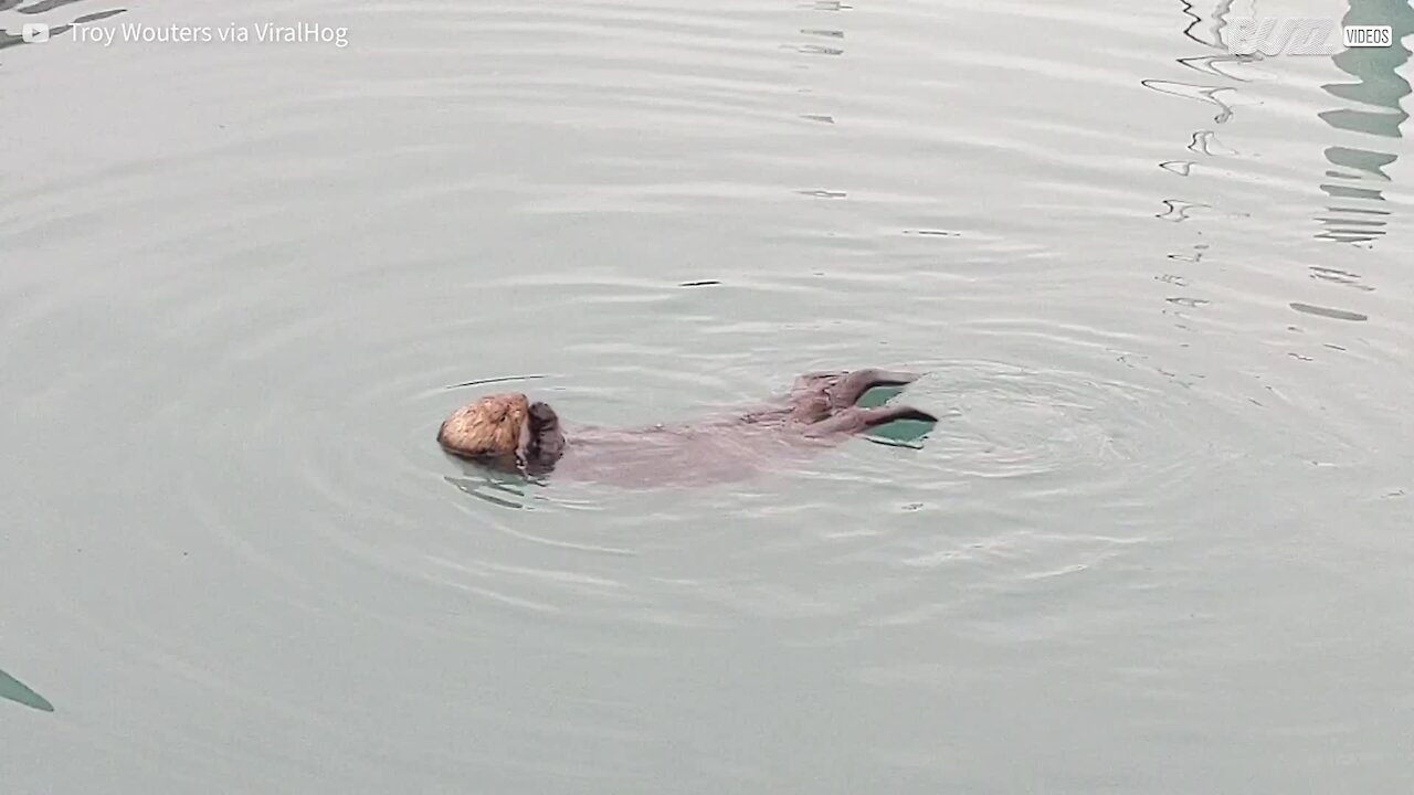 Lontra relaxa na água para fazer sua refeição