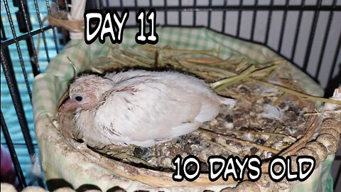 Ringneck Dove just one baby, day 11
