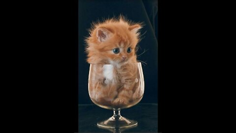 Baby Pets - Cute and Funny Pets Videos Compilation 💗