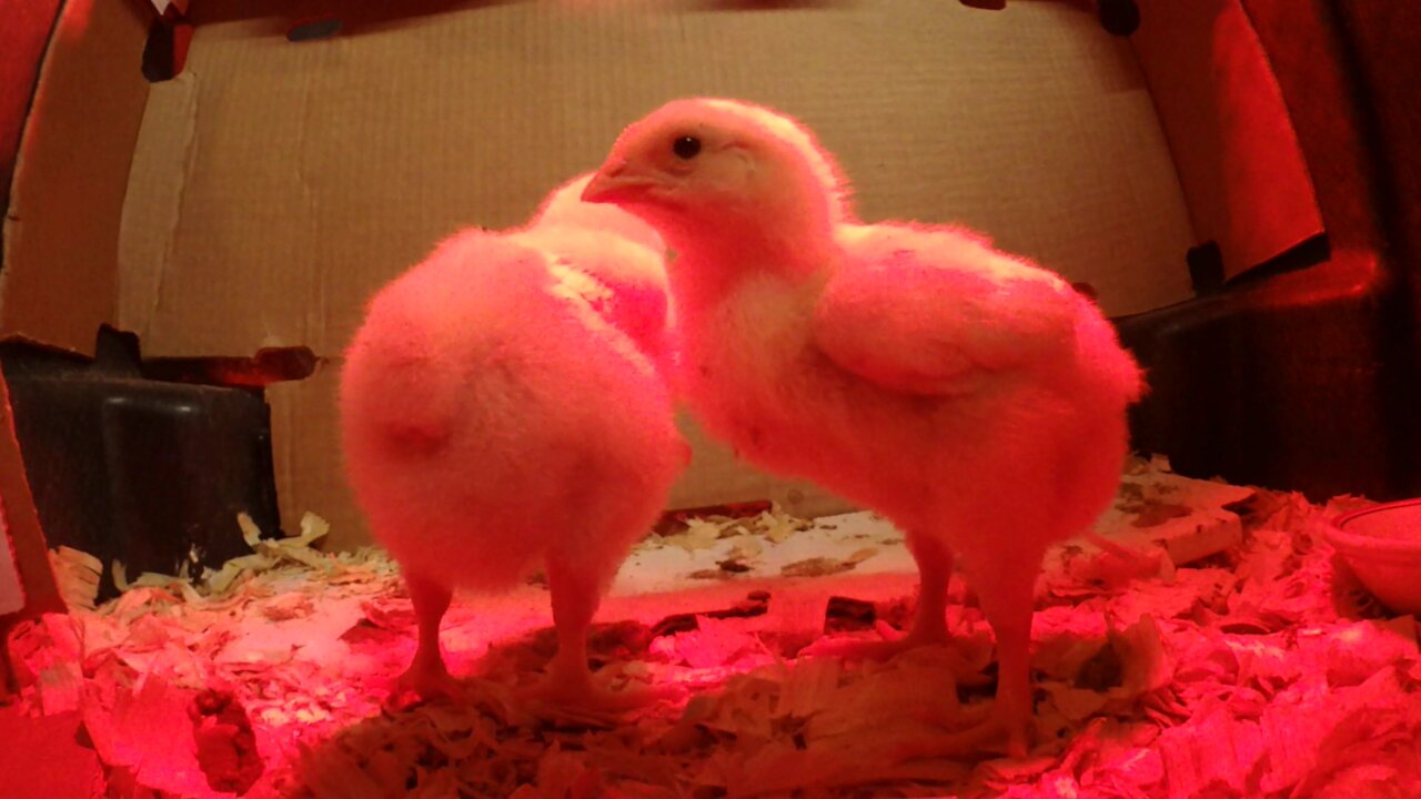 Baby Chicks Recorded with a Spider Tripod Video 1