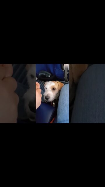 Ares service Jack Russell taking off to 10000feet