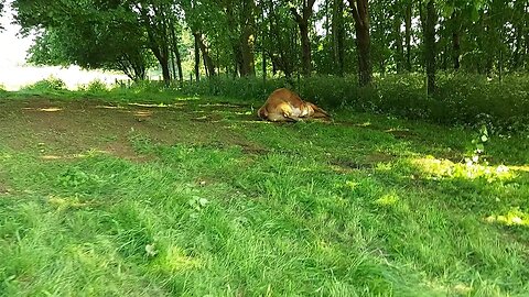 Cow in Distress, Laying in Field Nr Hollowell Resevoir