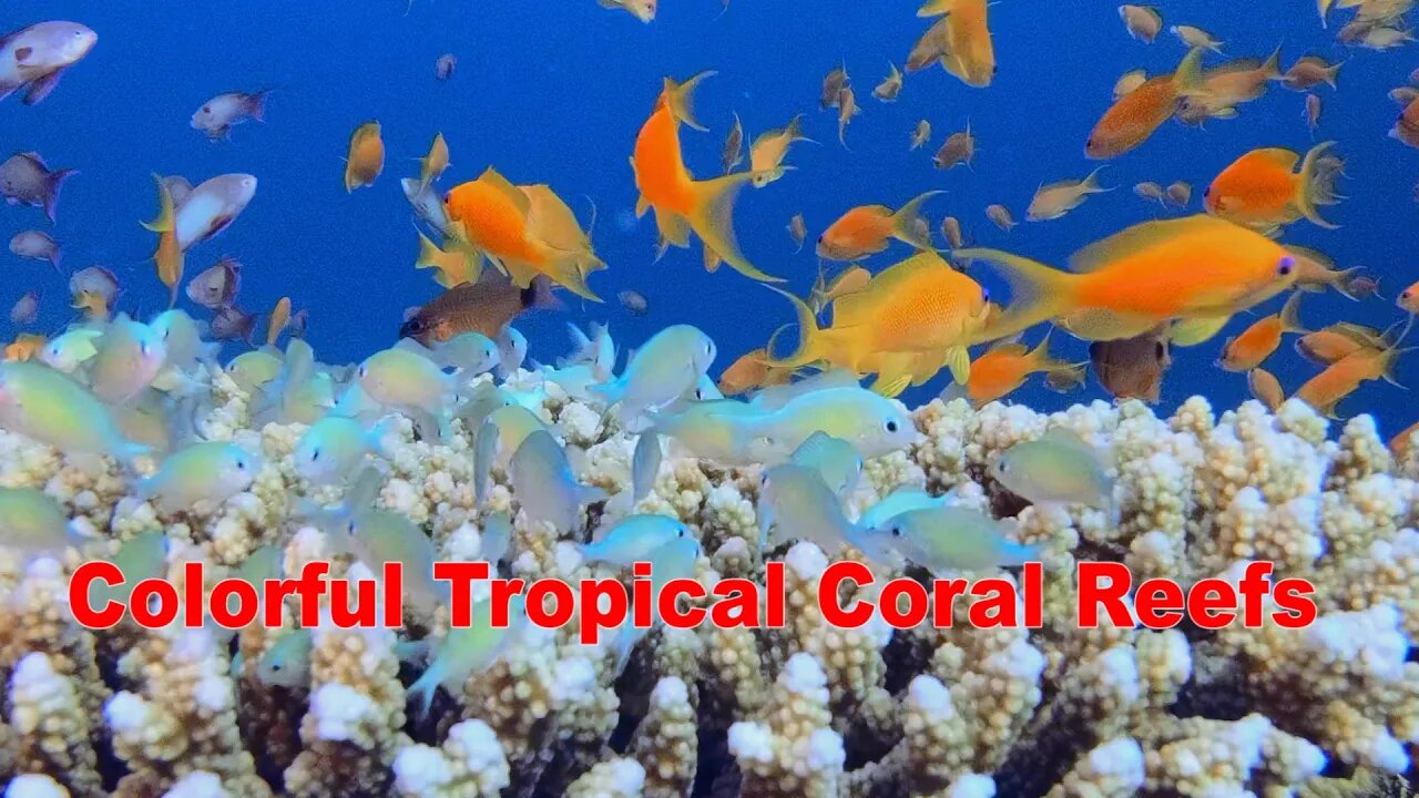4K Colorful Tropical Coral Reefs | HD Video No Copy Right | Free Video