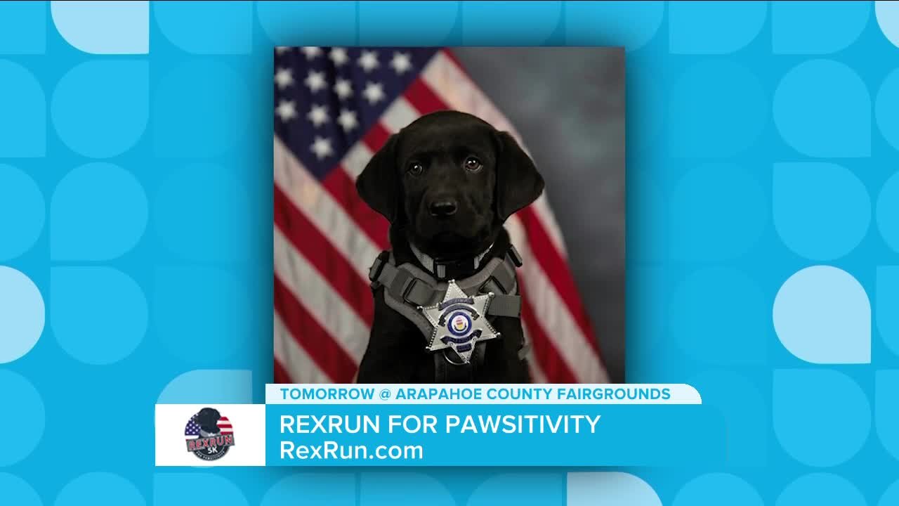 RexRun for Pawsitivity TOMORROW! // RexRun