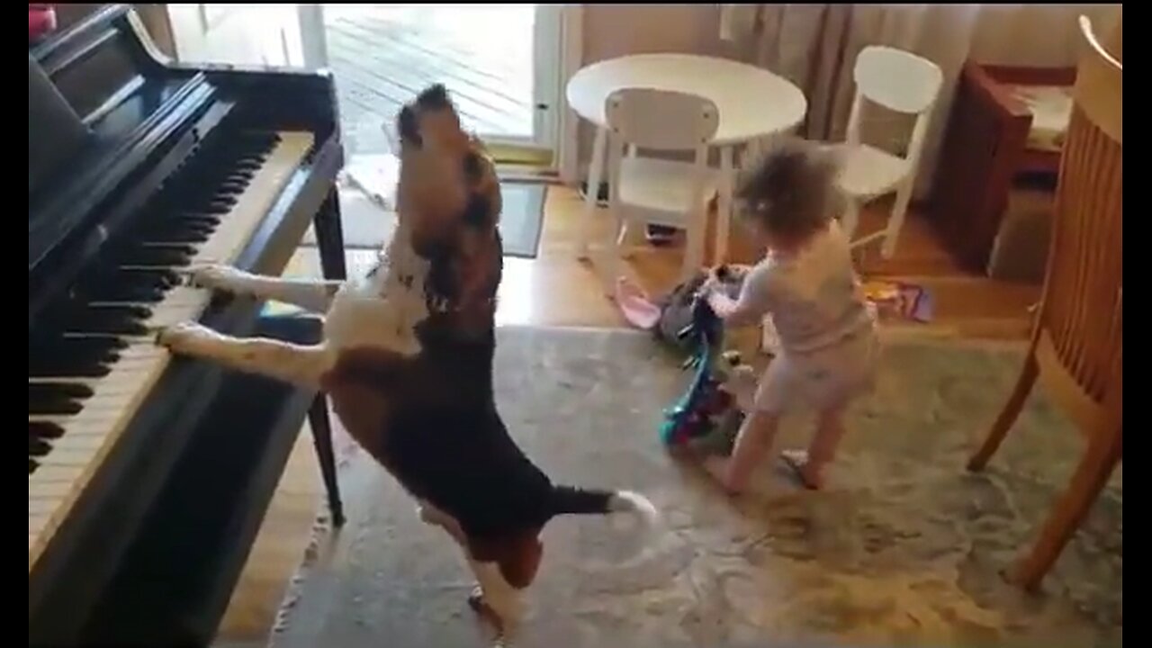 Toddler dancing to her dog's tune