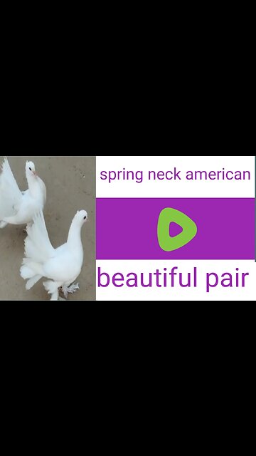 Sapring nack breederpair pigeon beautiful