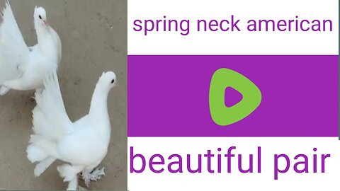 Sapring nack breederpair pigeon beautiful