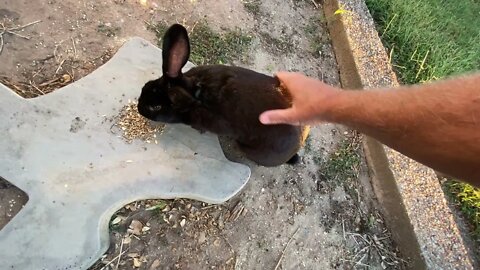 Catching A Rabbit To Make Stew - Just An Update On Critters