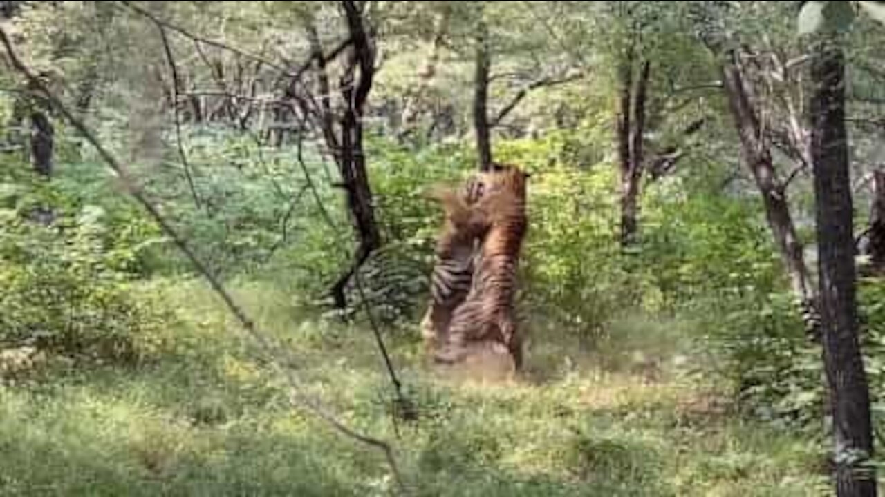 Turistas presenciam luta intensa entre dois tigres