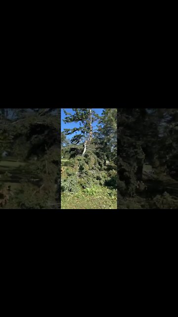 Hurricane Fiona Tree Damage 🌳