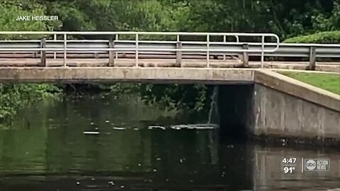 St. Pete wastewater is irritating local homeowners