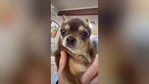 Animal video