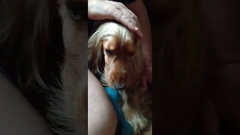#dogshow