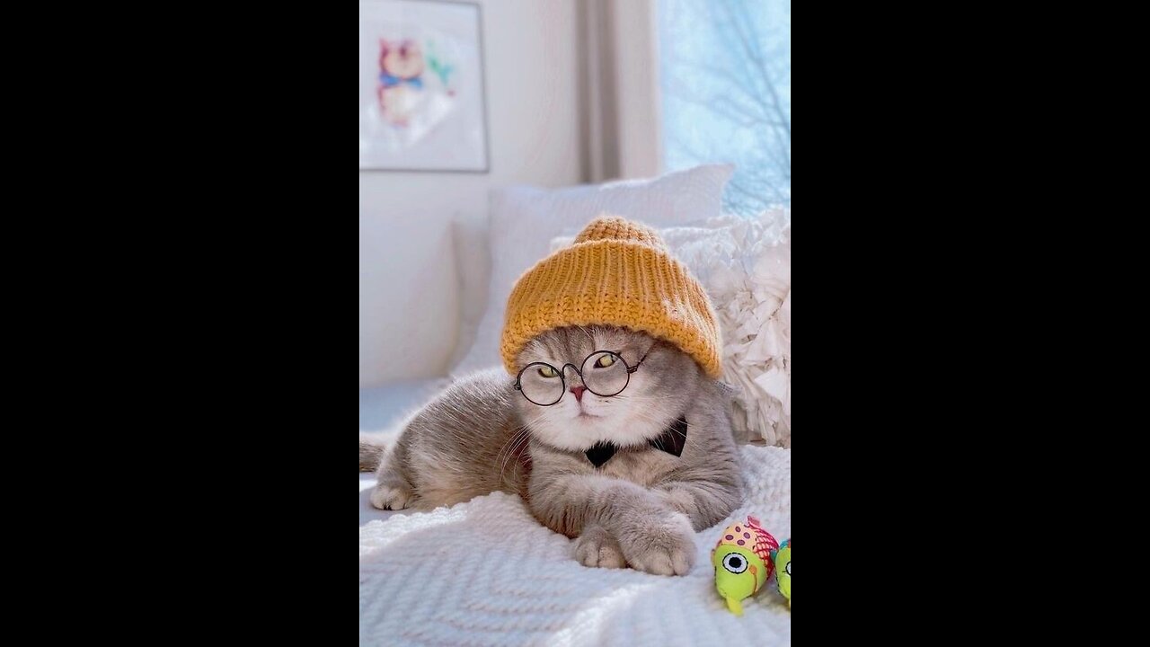 Cat fight, funny video, funny cat reaction