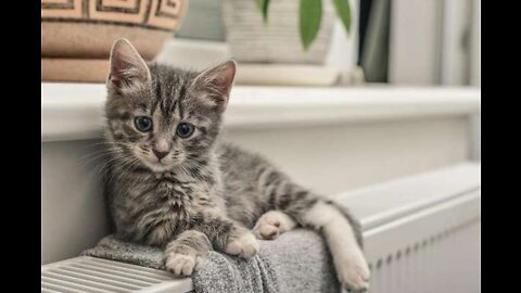 Kittens playing, look how cute